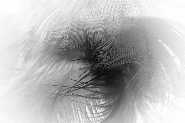 istock Black and white vintage color trends chicken feather texture background 613756052