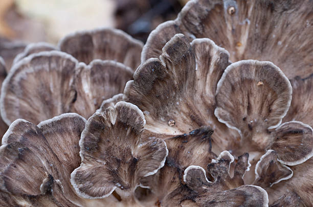 그리폴라 프론도사 버섯 - 잎새버섯 뉴스 사진 이미지