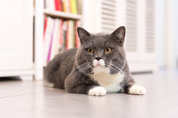 istock British Shorthair, shot indoors 613757638
