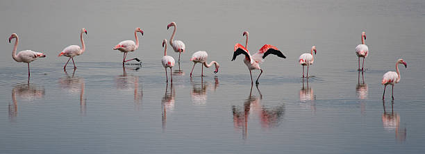 istock beautiful light on pink flamingo group 613757944