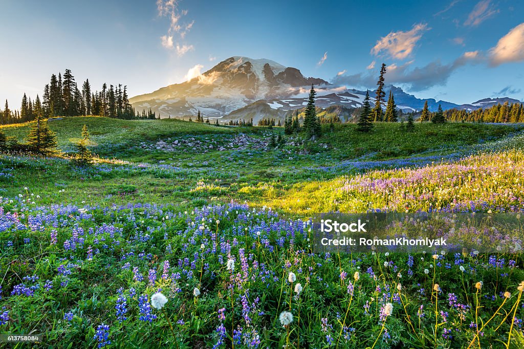 Flores silvestres en la hierba sobre un fondo de montañas. - Foto de stock de Primavera - Estación libre de derechos