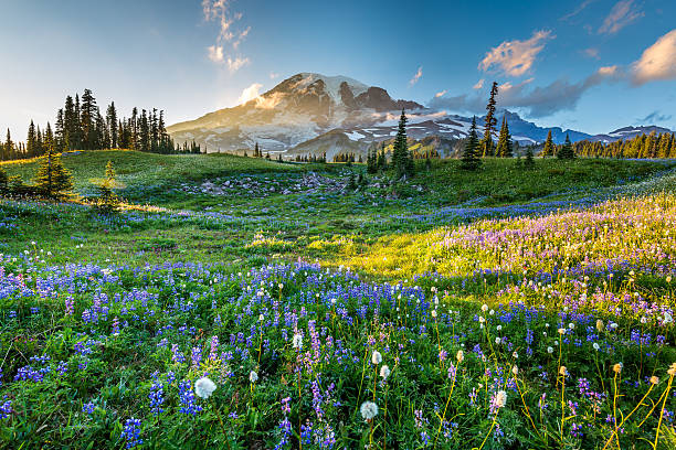 fiori selvatici nell'erba su uno sfondo di montagne. - volcano lake mountain mountain range foto e immagini stock