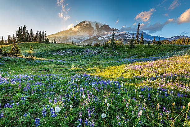 Wild flowers in the grass on a background of mountains. Reflection lake trail. Summer, Mount Rainier National Park spring scenery stock pictures, royalty-free photos & images