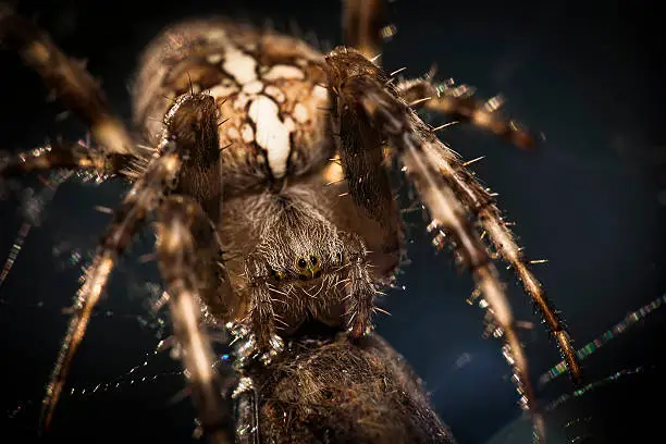 Araneus diadematus, spider eating