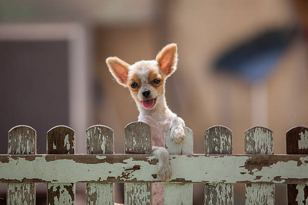 pomeranian puppy dog climbing old wood fence use for animals and pets topic