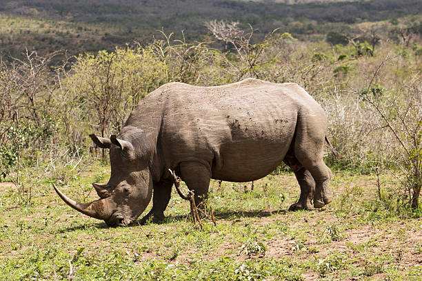 Rhinozeros are the last remaining megafauna, they have herbivorous diet and can also refer to a member of extinct species.
