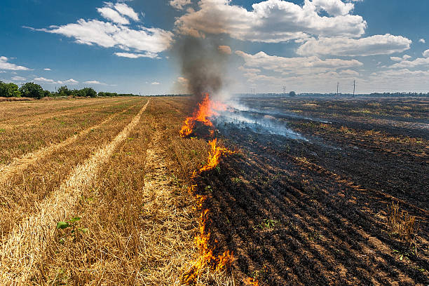 istock Fire burns stubble on the field destroy summer 613759966