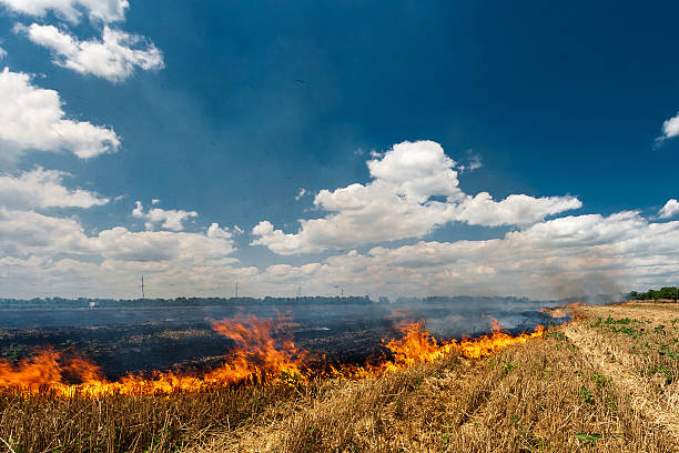 istock Fire burns stubble on the field destroy summer 613760004