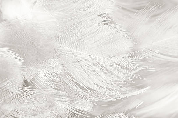 istock Black and white vintage color trends chicken feather texture background 613760436