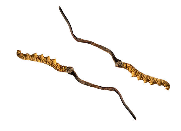 istock Chinese caterpillar fungus 613761362