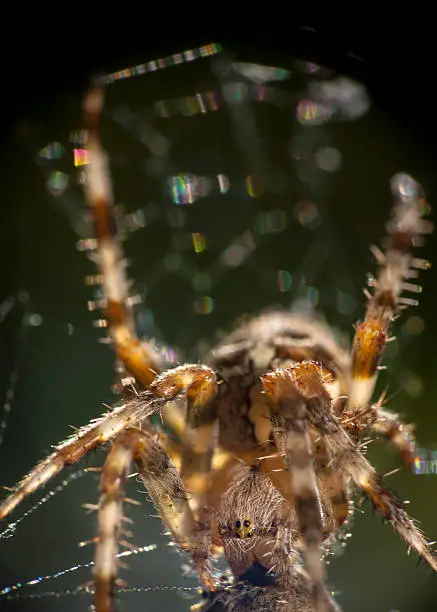 Spider backlit with colourful boke`rings in spider threads