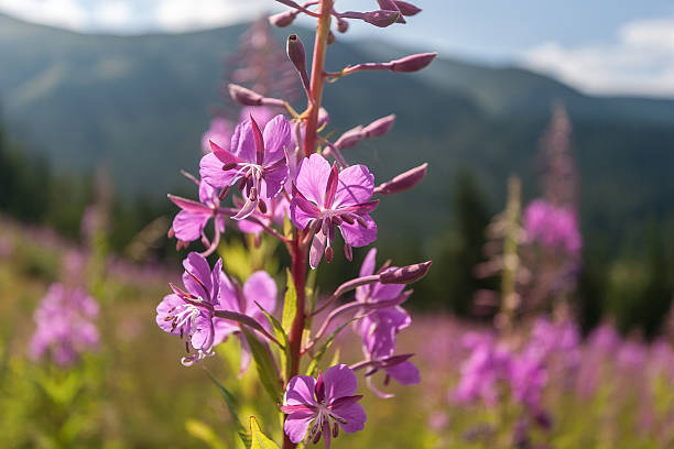 istock Magic pink flowers in summer mountains - Chamerion angustifolium . 613761568
