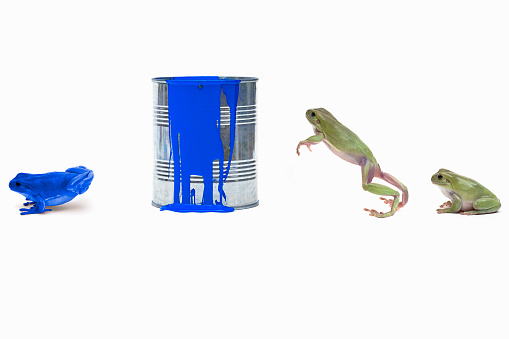Frogs jumping into paint can and changing color