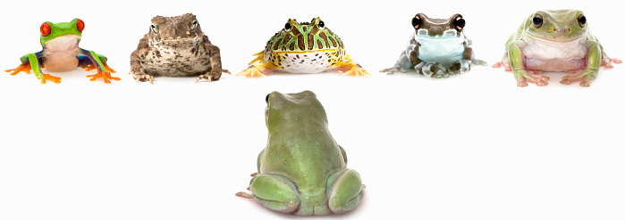 A frog facing a group of different frogs