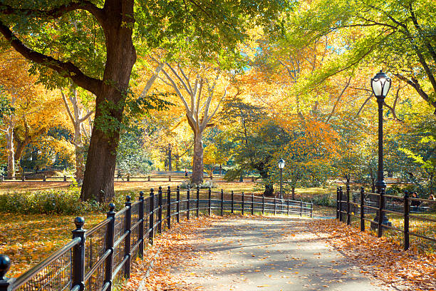 caída de central park - autumn beauty in nature beauty beautiful fotografías e imágenes de stock