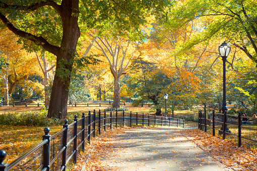 Central Park in New York City on colorful autumn day