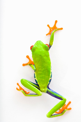 Red-Eyed Tree Frog on white background