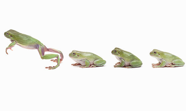 Time to jump Row of frogs the one in the front jumps tree frog photos stock pictures, royalty-free photos & images