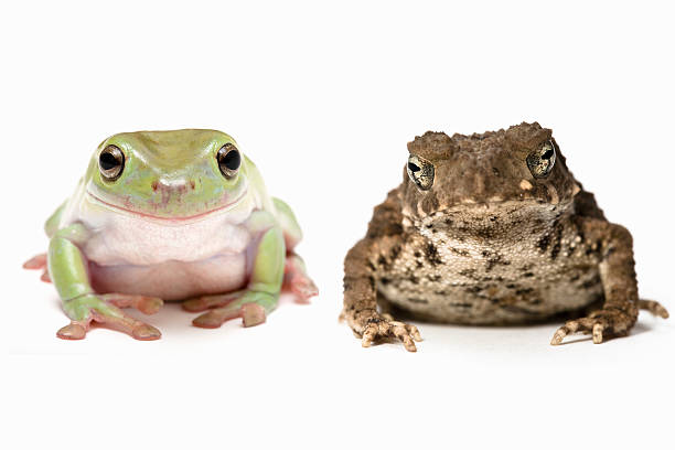 Cute frog besides ugly toad The beauty and the beast aluxum stock pictures, royalty-free photos & images