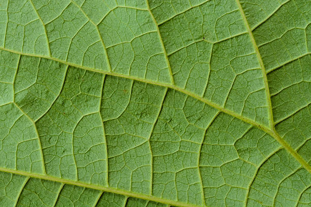 istock The fiber beautiful the leaves 613763514