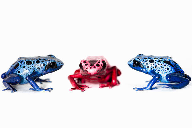 Be different Red poison frog among blue ones poison arrow frog stock pictures, royalty-free photos & images