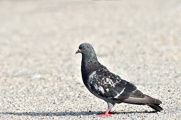istock Pigeon and dove 613765004