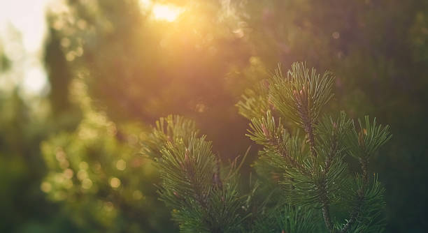 istock Beauty In Nature 613766394