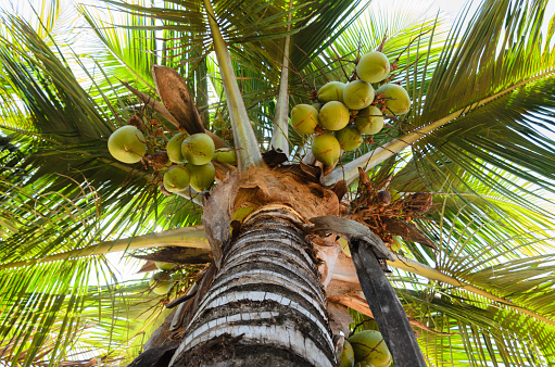 Tropical coconut palms. Photographed while documenting the lifestyle in the South Pacific Islands of Tonga.