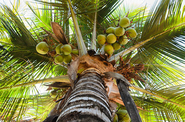 coconut tree coconut tree under blue sky and bright sun cocos stock pictures, royalty-free photos & images