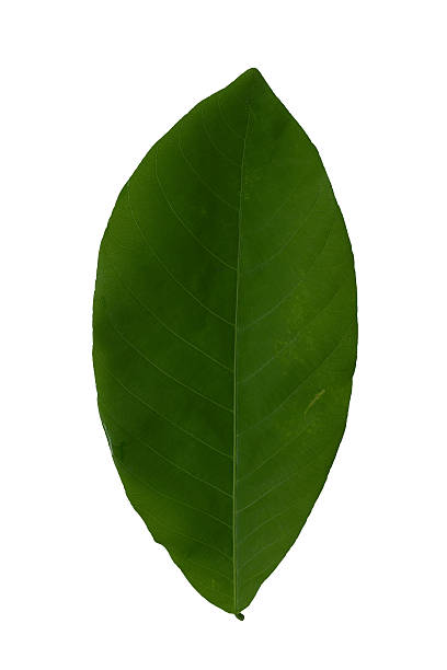 istock Beautiful green leaves on a white background 613766668