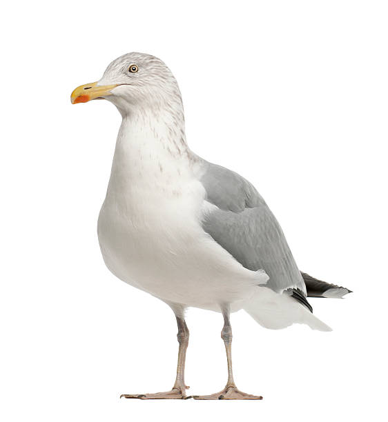 istock European Herring Gull, Larus argentatus, 4 years old, standing 613767616