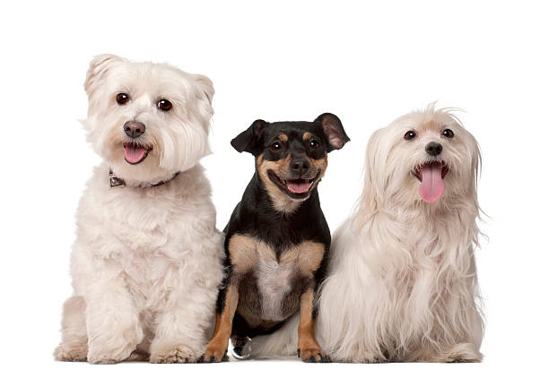Group of dogs sitting in a row