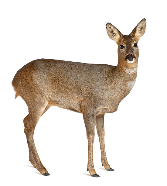 istock European Roe Deer, Capreolus capreolus, 3 years old, standing 613768200