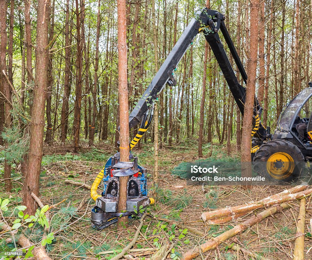 Machine sawing pine trees in forest Machine sawing pine trees in forest. In autumn season forest management deletes a lot of trees. The policy is to weed out many pine trees to give the remaining plants a better chance to develop themselves to bigger ones. With this machine they grab and saw the tree very fast.  Lumber Industry Stock Photo