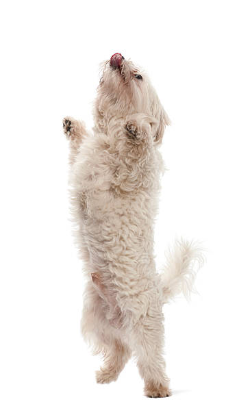 istock Maltese, 6 years old, standing on hind legs 613768652