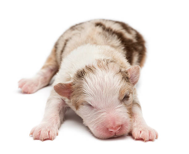 istock Australian Shepherd puppy, 7 days old, lying against white background 613768734