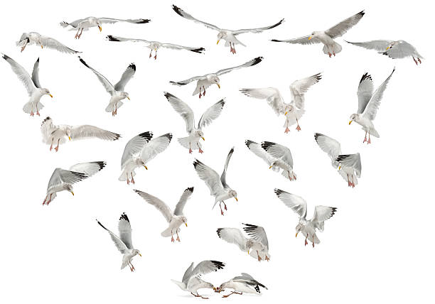 istock European Herring Gulls, Larus argentatus, 4 years old, flying 613769134