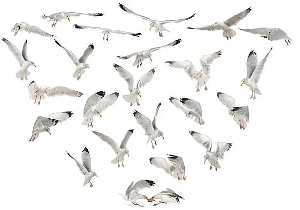 European Herring Gulls, Larus argentatus, 4 years old, flying against white background