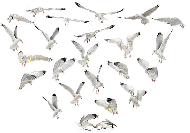 европейская серебристая чайки, larus argentatus, 4 лет, перелет - herring gull стоковые фото и изображения
