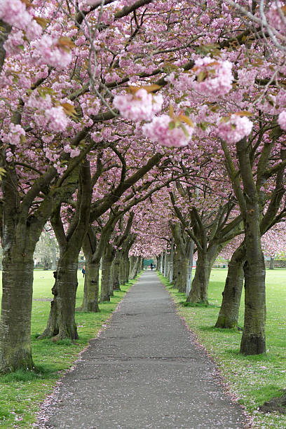 istock Cherry blossom at the meadows edinburgh 613769598