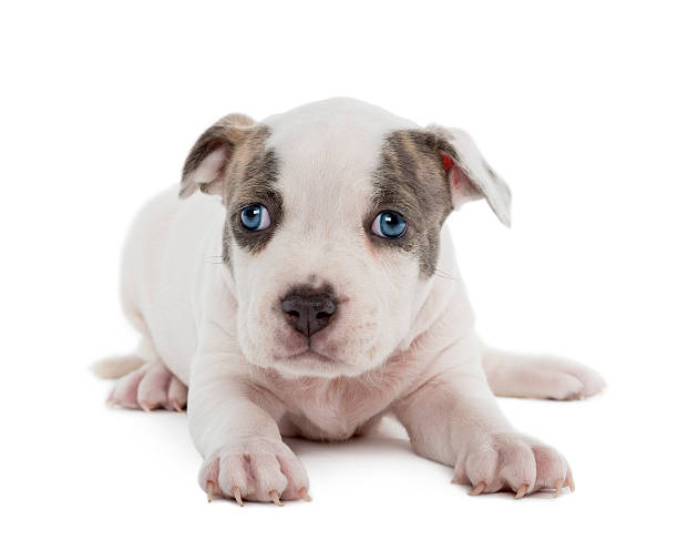 150+ Pitbulls With Blue Eyes Stock Photos, Pictures & Royalty-Free Images - iStock 150+ Pitbulls With Blue Eyes Stock Photos, Pictures & Royalty-Free Images - Istock