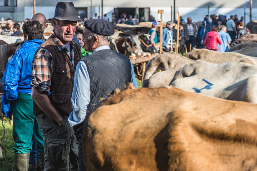 Serina, Italy - September 21, 2016: cattle exhibition and contest at Brembana Valley, Serina,Bergamo,Lombardia Italy. Breeders who agree
