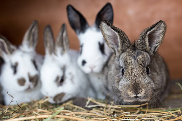 istock Curious grey bunny with its siblings in the cage 613771358