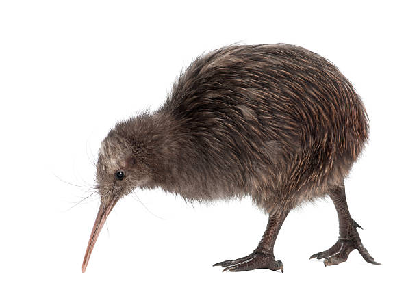 North Island Brown Kiwi, Apteryx mantelli, 5 months old, walking North Island Brown Kiwi, Apteryx mantelli, 5 months old, walking against white background baby chicken photos stock pictures, royalty-free photos & images