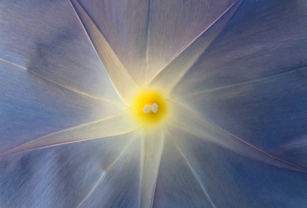 istock The star in the flower 613771790