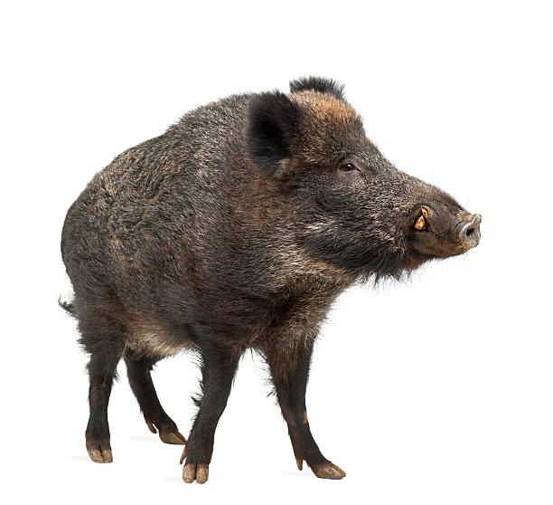 istock Wild boar, also wild pig, Sus scrofa standing 613771878