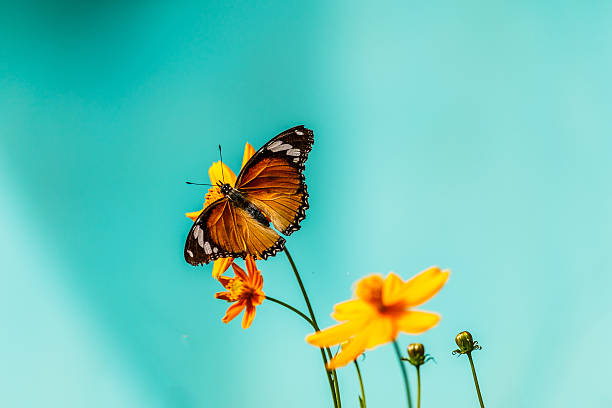 istock Closeup butterfly on flower (Common tiger butterfly) 613771930