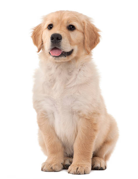 oro retriever cachorro, 2 meses de edad, sentado frente a fondo blanco - golden retriever fotografías e imágenes de stock