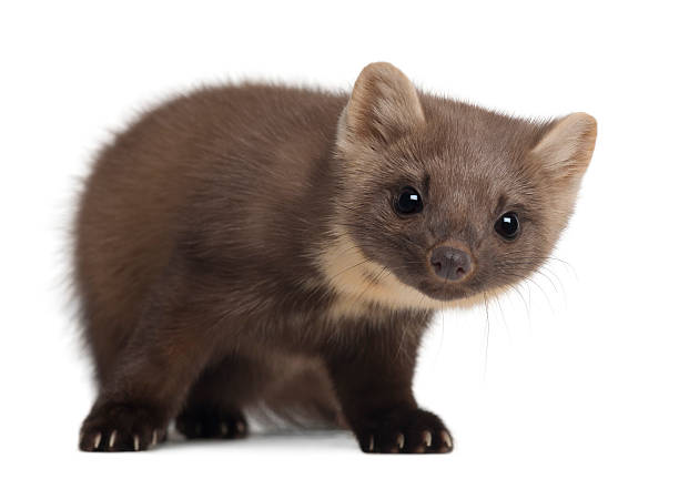 istock European Pine Marten or pine marten, Martes martes, standing 613772304