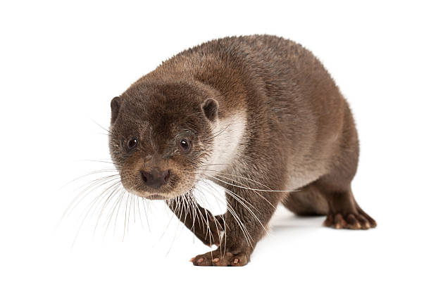istock European Otter, Lutra lutra, 6 years old, walking 613772488